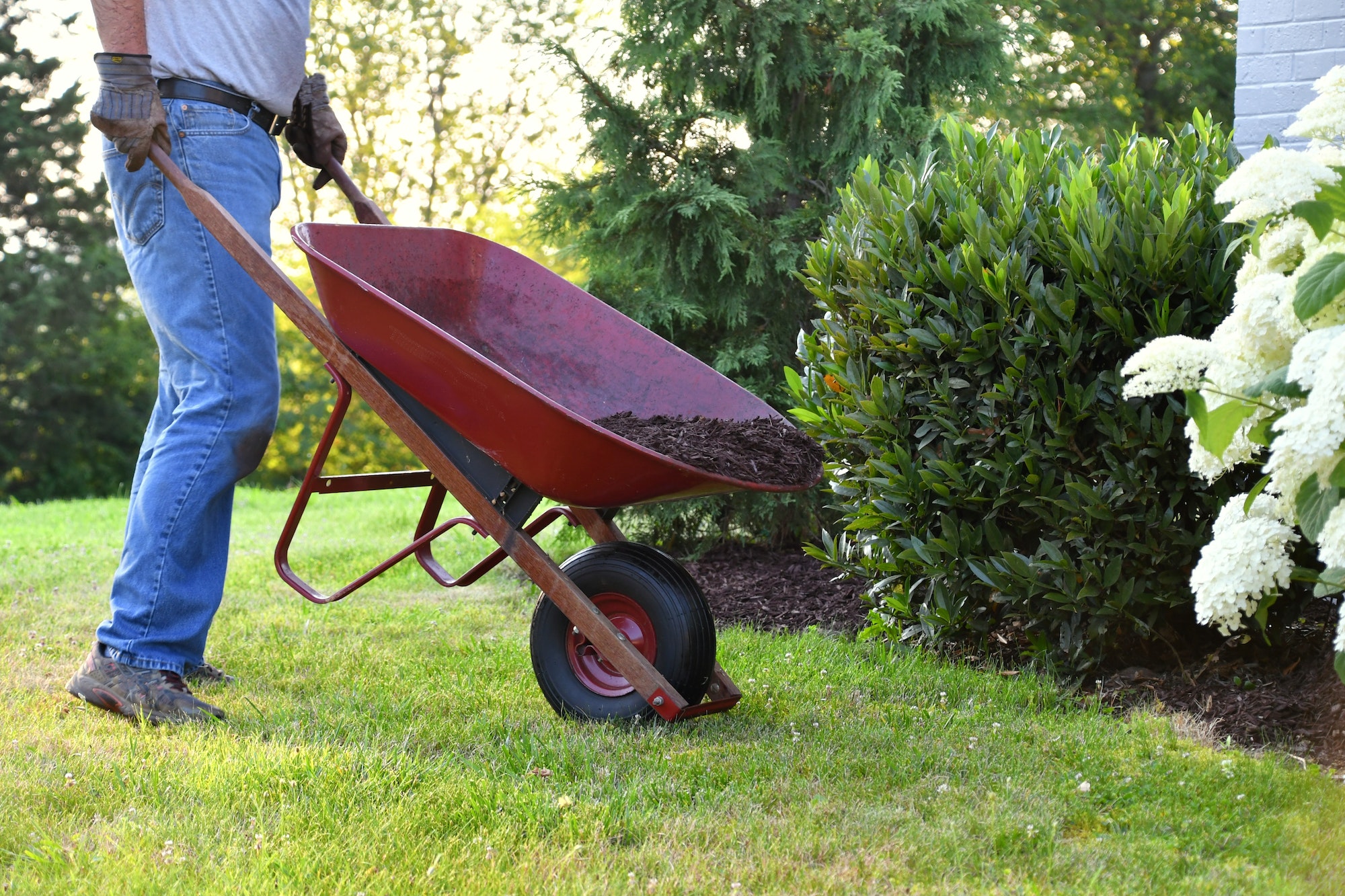 Man doing yard work, spreading mulch around landscape bushes from a wheelbarrow